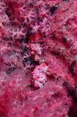 Pygmy seahorse camouflaged in soft coral crab,crabs,crustacean,crustaceans,exoskeleton,claw,claws,reef,reef life,Animalia,Arthropoda,Crustacea,marine,marine life,sea,sea life,ocean,oceans,water,underwater,aquatic,sea creature,shell,hermit,he