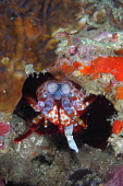 Peacock mantis shrimp hiding in a crevice nudibranch,nudibranchs,gastropod,gastropods,mollusc,molluscs,reef,reef life,Animalia,Mollusca,Gastropoda,marine,marine life,sea,sea life,ocean,oceans,water,underwater,aquatic,sea creature,purple,orang