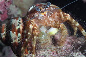 Common hermit crab filter feeding crab,crabs,crustacean,crustaceans,exoskeleton,claw,claws,reef,reef life,Animalia,Arthropoda,Crustacea,marine,marine life,sea,sea life,ocean,oceans,water,underwater,aquatic,sea creature,hermit crab,clo
