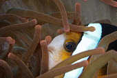 Clarks anemonefish hiding in a sea anemone fish,vertebrates,water,underwater,aquatic,marine,marine life,sea,sea life,ocean,oceans,sea creature,face,hiding,anemone,anemone fish,macro,close up,tentacles,protection,habitat,Clarks anemonefish,Amp