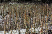 mangrove propagule roots at low tide ecosystem,environment,habitat,nursery,tropical,coastal,coast,plant,plants,plantlife,plantae,flora,marine,mangrove,mangroves,prop roots,roots