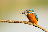 A kingfisher eating a shrimp kingfishers,bird,birds,bill,eating,feeding,food,dinner,colour,colours,colourful,color,colors,colorful,orange,blue,perching,perch,perched,branch,shallow focus,close up,Kingfisher,Alcedo atthis,Aves,Bir
