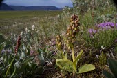 A frog orchid growing next to a field in Iceland frog orchid,orchid,close up,flora,plant,plants,vegetation,foliage,greenery,green background,flower,flowers,wild flower,wild flowers,shallow focus,Plantae,Asparagales,Orchidaceae,Orchidoideae,Coeloglos