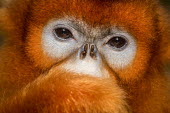 A captive, rare golden snub-nosed monkey looking thoughtful jungle,tropical,tropics,arboreal,captive,close up,emotion,eyes,face,pensive,portrait,rare,red,snub-nosed,monkey,orange,nose,monkeys,primate,primates,mammal,mammals,vertebrate,vertebrates,Golden snub-n