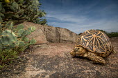 Indian star tortoise foraging in the morning light Animalia,Chordata,Reptilia,Testudines,Testudinidae,Geochelone elegans,Indian star tortoise,reptile,tortoise,shell,cold blooded,reptiles,pattern,patterned,macro,close up,shallow focus