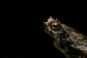 Short-nosed horned frog Short-nosed horned frog,Animalia,Chordata,Amphibia,Anura,Megophryidae,Ophryophryne hansi,frog,frogs,amphibian,amphibians,eye,eyes,skin,pigment,pigmentation,camouflaged,crypsis,close up,macro,negative