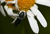 A black click beetle on a flower black click beetle,click beetle,Animalia,Arthropoda,Insecta,Coleoptera,Elateridae,beetle,beetles,insect,insects,invertebrate,invertebrates,macro,close up,flower,shallow focus
