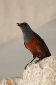 Blue rock-thrush chirping from a rock perch thrush,rock thrush,rock-thrush,bird,birds,perch,perching,perched,plumage,red breast,hood,hooded,chirping,chirp,call,close up,shallow focus,Blue rock-thrush,Monticola solitarius,Perching Birds,Passerif