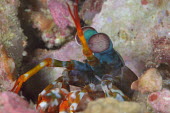 Peacock mantis shrimp revealing itself from a burrow shrimp,shrimps,crustacean,crustaceans,exoskeleton,claw,claws,reef,reef life,Animalia,Chordata,Arthropoda,Crustacea,Malacostraca,Stomatopoda,Odontodactylidae,Odontodactylus,Odontodactylus scyllarus,mar