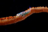 Whip coral goby laying careful along a branch of whip coral Animalia,Chordata,Actinopterygii,Perciformes,Gobiidae,Bryaninops yongei,Whip Coral Goby,Sea-whip Goby,Whip-coral Goby,Whip Goby,Wire-coral Goby,fish,vertebrates,water,underwater,aquatic,marine,marine