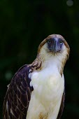 Portrait of a Philippine eagle, the worlds largest eagle bird,birds,bird of prey,birds of prey,predator,talons,carnivore,hunter,raptor,eagle,face,portrait,worried,expression,guilty,embarrassed,shallow focus,Philippine Eagle,Pithecophaga jefferyi,Philippine