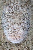 Whitemargin stargazer is an ambush predator, hiding under the sand Animalia,Chordata,Actinopterygii,Perciformes,Uranoscopidae,Uranoscopus,fish,vertebrates,water,underwater,aquatic,marine,marine life,sea,sea life,ocean,oceans,sea creature,camouflage,crypsis,buried,amb