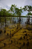 Mangrove trees in shallow water shallows,water,sea life,pasture,food,ecosystem,environment,habitat,nursery,tropical,coastal,coast,plant,plants,plantlife,plantae,flora,marine,photosynthetic,photosynthesis,mangrove,mangroves,prop root