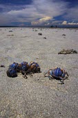 Light-blue soldier crabs emerge on the beach during low tide Animalia,Arthropoda,Crustacea,Malacostraca,Decapoda,Mictyridae,Mictyris,Mictyris longicarpus,crab,crabs,crustacean,crustaceans,exoskeleton,claw,claws,reef,reef life,marine,marine life,sea,sea life,oce