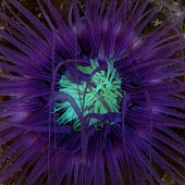Close up of a neon coloured sea anemone marine,marine life,sea,sea life,ocean,oceans,water,underwater,aquatic,invertebrate,invertebrates,marine invertebrate,marine invertebrates,sea creature,Animalia,Cnidaria,Anthozoa,Hexacorallia,Actiniari