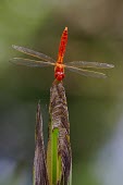 A scarlet skimmer resting on a leaf Oriental Scarlet,Scarlet Skimmer,Animalia,Arthropoda,Insecta,Odonata,Libellulidae,Crocothemis servilia,dragonfly,dragonflies,insect,insects,invertebrate,invertebrates,macro,close up,balanced,resting,s