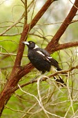 An Australian magpie perching in a tree Animalia,Chordata,Aves,Passeriformes,Artamidae,Gymnorhina tibicen,Australian magpie,magpie,bird,birds,black and white,perched,perching,perch