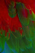 The plumage of a scarlet macaw macaw,tropical,plumage,feathers,wing feather,wing feathers,colourful,colorful,colours,colors,red,scarlet,blue,green,parrot,Scarlet macaw,Ara macao,Parrots,Psittaciformes,Chordates,Chordata,Aves,Birds,