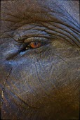 Close up of an Asian elephants eye mastodon,mastodons,mammoth,mammoths,elephant,elephants,herbivores,herbivore,vertebrate,mammal,mammals,eye,close up,portrait,feelings,emotion,thoughtful,Asian elephant,Elephas maximus,Captive,Mammalia,