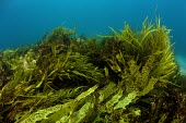 A collection of seaweeds in the waters surrounding Sydney, Australia sea,seaweed,sea weed,seaweeds,sea weeds,shallows,water,sea life,pasture,food,ecosystem,environment,habitat,nursery,tropical,coastal,coast,plant,plants,plantlife,plantae,flora,marine,photosynthetic,pho