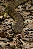 A tiger snake weaving its way through leaf litter Animalia,Chordata,Reptilia,Squamata,Elapidae,Notechis scutatus,snake,snakes,reptile,reptiles,scales,scaly,terrestrial,cold blooded,pigment,Mainland Island Snake,Black Tiger Snake,Eastern Tiger Snake,K