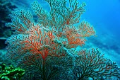 Red gorgonian coral coral,corals,coral reef,reef,invertebrate,invertebrates,marine invertebrate,marine invertebrates,marine,marine life,sea,sea life,ocean,oceans,water,underwater,aquatic,sea creature,red,gorgonian,gorgon
