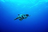 Hawksbill turtle swimming toward the surface sea turtle,sea turtles,turtle,turtles,shell,reptile,reptiles,marine,marine life,sea,sea life,ocean,oceans,water,underwater,aquatic,sea creature,blue,negative space,swimming,swim,carapace,hawksbill,Haw
