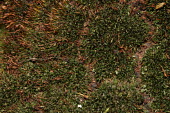 Knothole moss moss,mosses,plant,plants,flora,vegetation,greenery,close up,macro,tree moss,Knothole moss,Zygodon forsteri,Mosses,Bryopsida,Bryophytes,Bryophyta,Photosynthetic,Grassland,Terrestrial,Wildlife and Conse