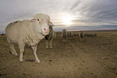 Targhee sheep posing on plains Targhee sheep,Animalia,Chordata,Mammalia,Artiodactyla,Bovidae,Ovis,Ovis aries,herbivores,herbivore,vertebrate,mammal,mammals,terrestrial,ungulate,sheep,livestock,famed,farm animal