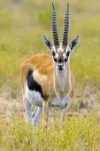 Thomson's gazelle portrait antelope,antelopes,herbivores,herbivore,vertebrate,mammal,mammals,terrestrial,ungulate,horns,horn,Africa,African,looking at camera,portrait,green background,shallow focus,gazelle,pattern,patterned,fie