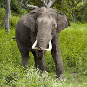Asian elephant emerging from forest mastodon,mastodons,mammoth,mammoths,elephant,elephants,trunk,trunks,herbivores,herbivore,vertebrate,mammal,mammals,terrestrial,tusks,tusk,jungle,forest,India,green background,portrait,Asian elephant,E