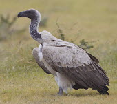 White-backed vulture on the ground vulture,vultures,scavenger,scavengers,carnivore,bird,birds,bald,White-backed vulture,Gyps africanus,Accipitridae,Hawks, Eagles, Kites, Harriers,Falconiformes,Hawks Eagles Falcons Kestrel,Aves,Birds,Ch