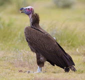 Lappet-faced vulture eating carrion vulture,vultures,scavenger,scavengers,carnivore,bird,birds,bald,Lappet-faced vulture,Torgos tracheliotos,Accipitridae,Hawks, Eagles, Kites, Harriers,Aves,Birds,Chordates,Chordata,Ciconiiformes,Herons