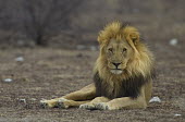 Moody looking male lion laying on scrubland cat,cats,feline,felidae,predator,carnivore,big cat,big cats,lions,apex,vertebrate,mammal,mammals,terrestrial,Africa,African,savanna,savannah,safari,shallow focus,moody,mood,male,mane,looking at camera