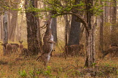 A chital stretching on its hind legs for soft vegetation herbivores,herbivore,vertebrate,mammal,mammals,terrestrial,ungulate,deer,deers,ruminant,feeding,grazing,eating,forest,woodland,stretching,standing,tall,food,leaves,hungry,Chital,Axis axis,Chordates,Ch