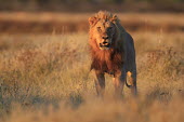 A male lion in soft light cat,cats,feline,felidae,predator,carnivore,big cat,big cats,lions,apex,vertebrate,mammal,mammals,terrestrial,Africa,African,savanna,savannah,safari,shallow focus,light,sunlight,Lion,Panthera leo,Afric