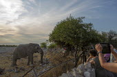 Tourists photographing a African elephant at the fence of a reserve mastodon,mastodons,mammoth,mammoths,elephant,elephants,trunk,trunks,herbivores,herbivore,vertebrate,mammal,mammals,terrestrial,Africa,African,savanna,savannah,safari,tourism,tourists,humans,people,pho