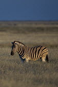 A plains zebra in low light striped,stripes,herbivores,herbivore,vertebrate,mammal,mammals,terrestrial,Africa,African,savanna,savannah,safari,zebra,wild horse,horse,horses,equid,equine,shallow focus,Plains zebra,Equus quagga,Cho