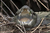 A mugger with its mouth open crocodilian,reptile,reptiles,scales,scaly,cold blooded,crocodile,jaw,jaws,mouth,teeth,shallow focus,mouth open,Mugger,Crocodylus palustris,Chordates,Chordata,Reptilia,Reptiles,Broad-snouted crocodile,