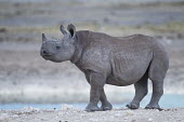 A young black rhinoceros rhinos,rhino,horn,horns,herbivores,herbivore,vertebrate,mammal,mammals,terrestrial,Africa,African,savanna,savannah,safari,black rhino,young,juvenile,shallow focus,Black rhinoceros,Diceros bicornis,Mam