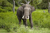 An Asian elephant emerging from forest mastodon,mastodons,mammoth,mammoths,elephant,elephants,trunk,trunks,herbivores,herbivore,vertebrate,mammal,mammals,terrestrial,tusks,tusk,jungle,forest,India,green background,portrait,Asian elephant,E