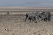 African elephant pass by a lion hiding in the tall grass mastodon,mastodons,mammoth,mammoths,elephant,elephants,trunk,trunks,herbivores,herbivore,vertebrate,mammal,mammals,terrestrial,Africa,African,savanna,savannah,safari,herd,family,lion,predator,grass,hi