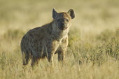 Portrait of a spotted hyaena in soft light hyaena,hyena,spotted hyena,predator,scavenger,carnivore,spotted,spots,pattern,patterned,mane,savanna,savannah,Africa,grassland,shallow focus,looking at camera,Spotted hyaena,Crocuta crocuta,Chordates,