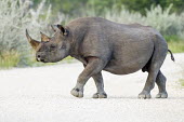 A black rhinoceros crossing a track rhinos,rhino,horn,horns,herbivores,herbivore,vertebrate,mammal,mammals,terrestrial,Africa,African,savanna,savannah,safari,black rhino,Black rhinoceros,Diceros bicornis,Mammalia,Mammals,Chordates,Chord