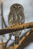 Pearl-spotted owlet perching in a tree owl,owls,bird of prey,birds of prey,predator,talons,carnivore,hunter,spotted owl,cute,looking at camera,shallow focus,perching,perched,perch,Pearl-spotted owlet,Glaucidium perlatum,Owls,Strigiformes,T