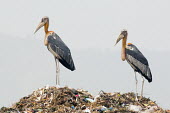 Greater adjutant on top of a mound of waste and pollution bird,birds,adjutant,long legs,trash,waste,rubbish,dump,tip,pollution,landfill,human impact,environment,damage,plastics,negative space,stork,storks,Greater adjutant,Leptoptilos dubius,Ciconiiformes,Her