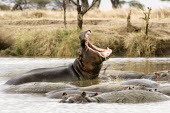 A crash of hippos in a lake hippo,hippos,herbivores,herbivore,vertebrate,mammal,mammals,terrestrial,Africa,African,savanna,savannah,safari,semi-aquatic,amphibious mammal,amphibious,open mouth,jaw,jaws,teeth,tusks,water,lake,wate