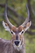 Portrait of a waterbuck antelope,antelopes,herbivores,herbivore,vertebrate,mammal,mammals,terrestrial,ungulate,horns,horn,Africa,African,horn horns,profile,portrait,face,close up,shallow focus,Waterbuck,Kobus ellipsiprymnus,