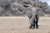 African elephant walking across grassland mastodon,mastodons,mammoth,mammoths,elephant,elephants,trunk,trunks,herbivores,herbivore,vertebrate,mammal,mammals,terrestrial,Africa,African,savanna,savannah,safari,African elephant,Loxodonta african