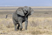 African elephant marching across the plain mastodon,mastodons,mammoth,mammoths,elephant,elephants,trunk,trunks,herbivores,herbivore,vertebrate,mammal,mammals,terrestrial,Africa,African,savanna,savannah,safari,ears,African elephant,Loxodonta af